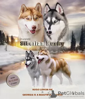 Foto №2 zu Ankündigung № 11608 zu verkaufen siberian husky - einkaufen Russische Föderation züchter