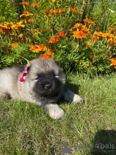 Foto №2 zu Ankündigung № 7471 zu verkaufen german spitz - einkaufen Russische Föderation züchter