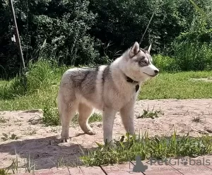 Foto №1. siberian husky - zum Verkauf in der Stadt Woronesch | 571€ | Ankündigung № 11609