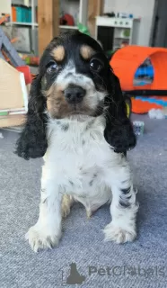 Foto №2 zu Ankündigung № 129125 zu verkaufen english cocker spaniel - einkaufen Polen züchter