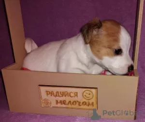 Foto №2 zu Ankündigung № 129660 zu verkaufen jack russell terrier - einkaufen Russische Föderation quotient 	ankündigung