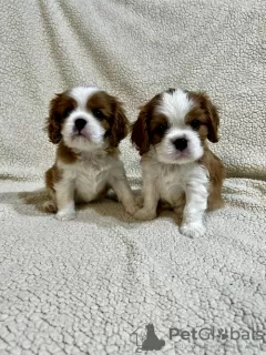 Foto №4. Ich werde verkaufen cavalier king charles spaniel in der Stadt Inđija. züchter - preis - verhandelt