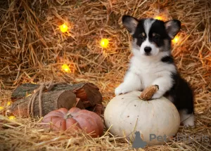 Foto №2 zu Ankündigung № 86682 zu verkaufen welsh corgi - einkaufen Russische Föderation vom kindergarten