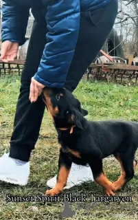 Foto №1. rottweiler - zum Verkauf in der Stadt Zrenjanin | Frei | Ankündigung № 129651