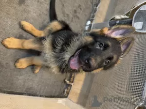 Foto №1. deutscher schäferhund - zum Verkauf in der Stadt Dubai | 946€ | Ankündigung № 127357