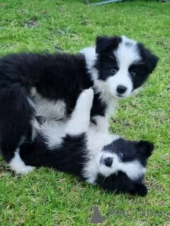 Foto №1. border collie - zum Verkauf in der Stadt Rottnest Island | 266€ | Ankündigung № 129480