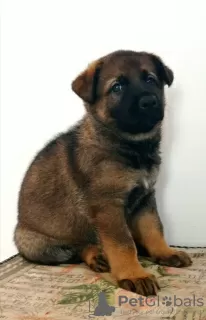 Foto №4. Ich werde verkaufen deutscher schäferhund in der Stadt Ashdod.  - preis - 56793286€