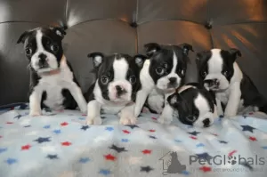 Foto №1. boston terrier - zum Verkauf in der Stadt Wyoming | 284€ | Ankündigung № 36307