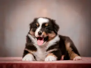 Foto №2 zu Ankündigung № 4195 zu verkaufen australian shepherd - einkaufen Russische Föderation vom kindergarten