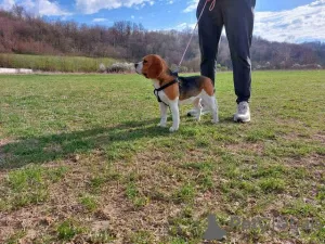 Foto №4. Ich werde verkaufen beagle in der Stadt Koceljeva. züchter - preis - verhandelt