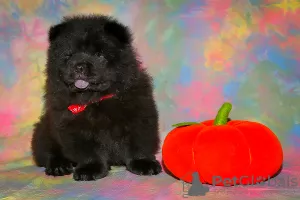 Foto №2 zu Ankündigung № 8037 zu verkaufen chow-chow - einkaufen Russische Föderation züchter