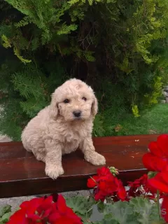 Foto №1. labradoodle - zum Verkauf in der Stadt Vilovo | 300€ | Ankündigung № 96189