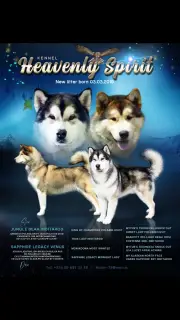 Foto №4. Ich werde verkaufen alaskan malamute in der Stadt Minsk. vom kindergarten - preis - verhandelt