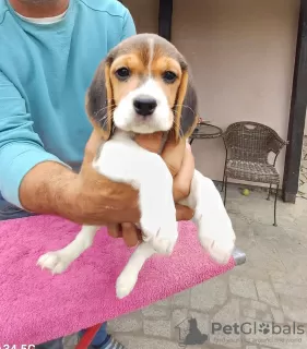 Zusätzliche Fotos: Beagle-Welpen zu verkaufen