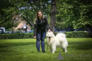 Zusätzliche Fotos: Samojede Welpen zu verkaufen