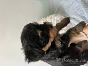 Foto №2 zu Ankündigung № 63860 zu verkaufen yorkshire terrier - einkaufen Israel quotient 	ankündigung