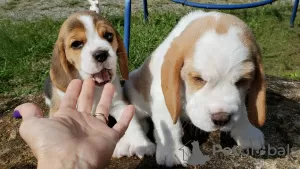 Zusätzliche Fotos: Entzückende Beagle-Welpen zu verkaufen.