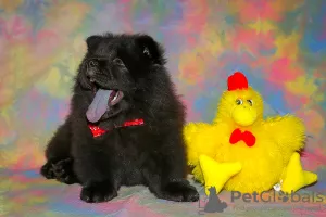 Foto №3. Chow Chow Welpen. Russische Föderation