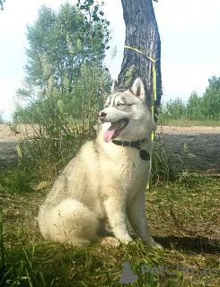 Foto №1. siberian husky - zum Verkauf in der Stadt Woronesch | 571€ | Ankündigung № 11611