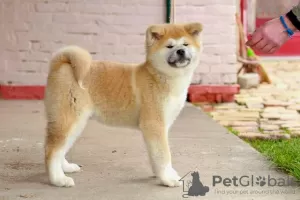 Foto №3. Akita Inu. Serbien