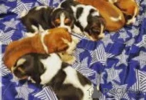 Foto №2 zu Ankündigung № 128841 zu verkaufen basset hound - einkaufen Finnland züchter