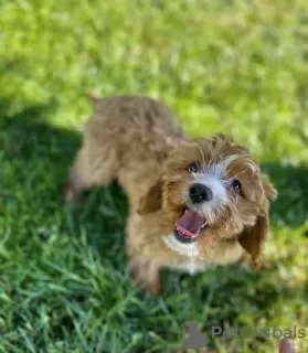 Foto №3. Cavapoo Pudel & Cavalier Schöne Hündin Willkommen!!. Polen