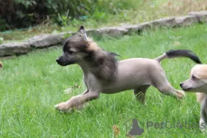 Foto №2 zu Ankündigung № 77895 zu verkaufen chinesischer schopfhund - einkaufen Polen züchter