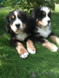 Foto №3. Berner Sennenhund Welpen. Russische Föderation