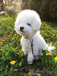 Foto №3. Bichon Frise Welpen. USA