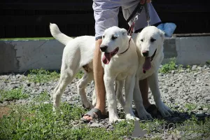 Zusätzliche Fotos: Zentralasiatischer Schäferhundwelpe