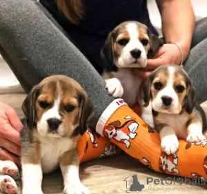 Foto №1. beagle - zum Verkauf in der Stadt Bucharest | 350€ | Ankündigung № 125741