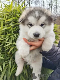 Foto №4. Ich werde verkaufen alaskan malamute in der Stadt Slovenj Gradec. quotient 	ankündigung - preis - 1300€