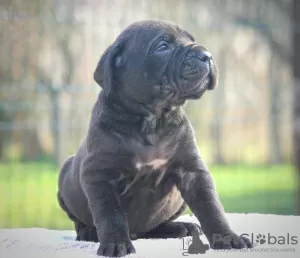 Foto №2 zu Ankündigung № 129035 zu verkaufen cane corso italiano - einkaufen Serbien 