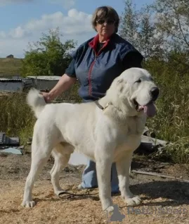 Zusätzliche Fotos: Zentralasiatischer Schäferhundwelpe