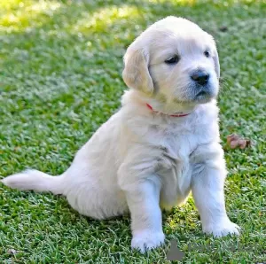 Foto №1. golden retriever - zum Verkauf in der Stadt Varel | 400€ | Ankündigung № 99409