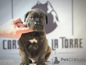 Foto №3. Cane Corso Welpen. Serbien