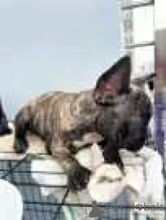 Foto №1. französische bulldogge - zum Verkauf in der Stadt Gatlinburg | 531€ | Ankündigung № 128202