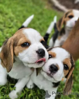 Foto №4. Ich werde verkaufen beagle in der Stadt Bremen. quotient 	ankündigung - preis - 531€