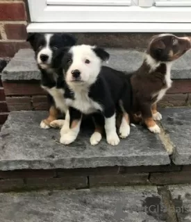 Foto №1. border collie - zum Verkauf in der Stadt Berlin | Frei | Ankündigung № 126399