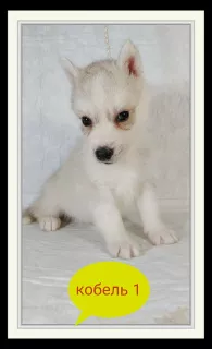 Foto №2 zu Ankündigung № 5781 zu verkaufen siberian husky - einkaufen Russische Föderation vom kindergarten