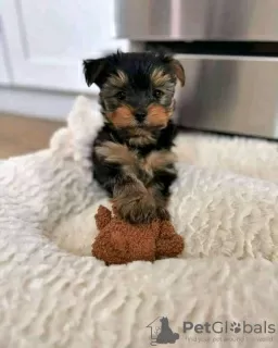 Foto №1. yorkshire terrier - zum Verkauf in der Stadt Skövde | 380€ | Ankündigung № 125804