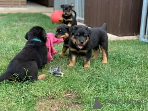 Foto №2 zu Ankündigung № 36308 zu verkaufen rottweiler - einkaufen USA quotient 	ankündigung