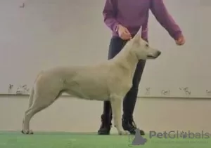 Zusätzliche Fotos: Weißer Schweizer Schäferhund mit kurzen Haaren