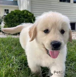 Foto №3. Gesunde, süße Golden Retriever-Welpen stehen jetzt zum Verkauf. Niederlande