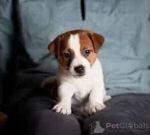 Foto №2 zu Ankündigung № 127911 zu verkaufen jack russell terrier - einkaufen Finnland züchter