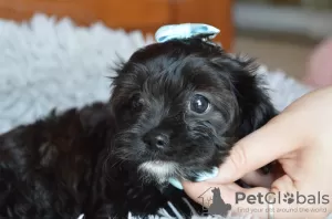 Foto №2 zu Ankündigung № 56031 zu verkaufen cavalier king charles spaniel - einkaufen Polen züchter