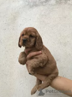 Zusätzliche Fotos: Amerikanischer Cocker Spaniel, 4 Hündinnen, 1 Rüde, A-Qualitätswelpen