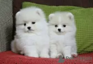 Foto №3. Pomeranian Spitz puppies for adoption. Deutschland