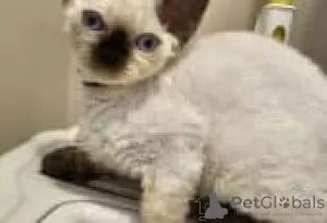 Foto №2 zu Ankündigung № 126795 zu verkaufen devon rex - einkaufen Deutschland quotient 	ankündigung