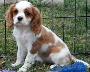 Foto №1. cavalier king charles spaniel - zum Verkauf in der Stadt Lisbon | verhandelt | Ankündigung № 126867